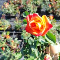 Храстовидни рози!!, снимка 9 - Градински цветя и растения - 45702417