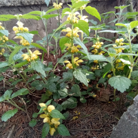 Жълта мъртва коприва, снимка 4 - Градински цветя и растения - 44989910