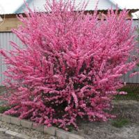Японска Слива- Prunus triloba Студоустойчива, снимка 5 - Разсади - 45162690