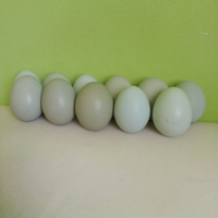 Яйца от Маран , снимка 2 - Кокошки и пуйки - 44993606