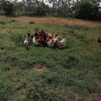Продавам домашни кокошки, снимка 1 - Кокошки и пуйки - 45497799