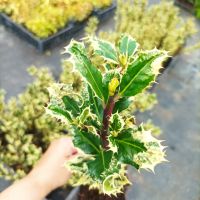 Илекс, Ilex aquifolium 'Ferox Argentea', студоустойчив, многогодишен, снимка 10 - Градински цветя и растения - 45570070