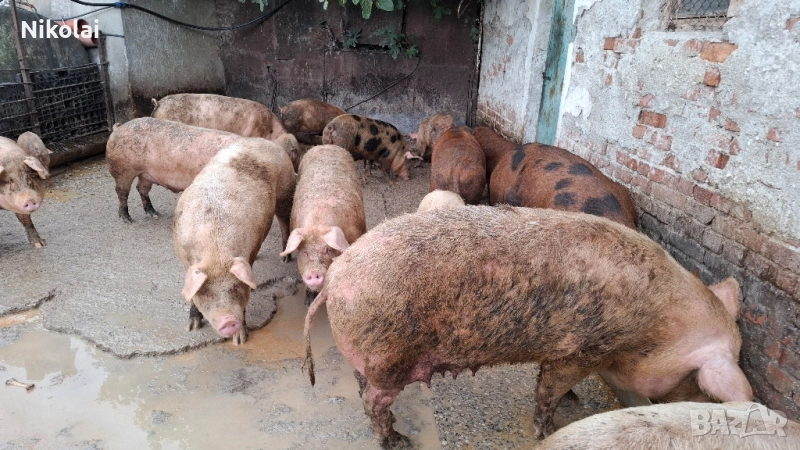 угоени прасета , снимка 1