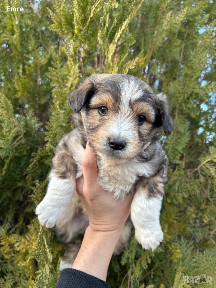 Обикновени Болонки, снимка 1