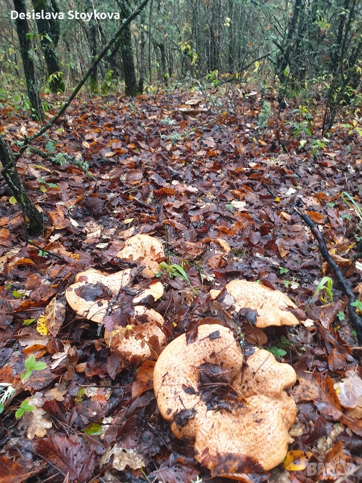 продавам гъби рижинки , снимка 1