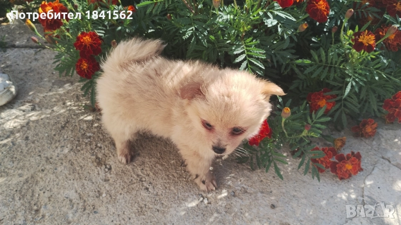 Продава се , снимка 1