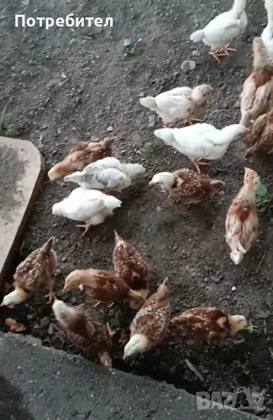 Пилета, снимка 1