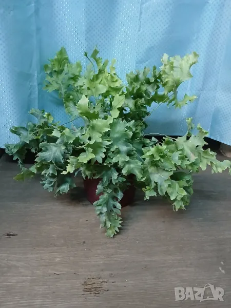 Филодендрон, снимка 1