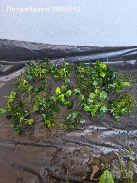 Анубиас, снимка 1