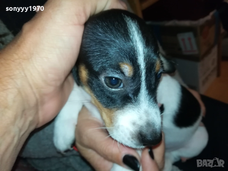 ДЖАК РЪСЕЛ БЕБЕШОЦИ 40 ДЕНА 0210251842, снимка 1