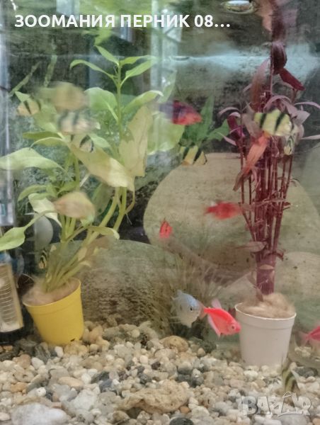 Живи Растения за аквариум с рибки - Перник  , снимка 1