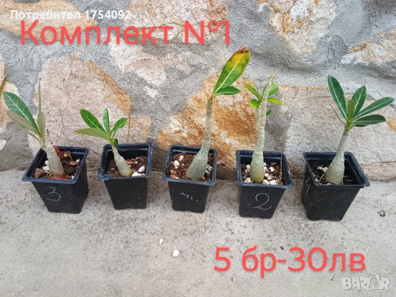 ОФЕРТА! Пустинна роза/ адениум, снимка 1