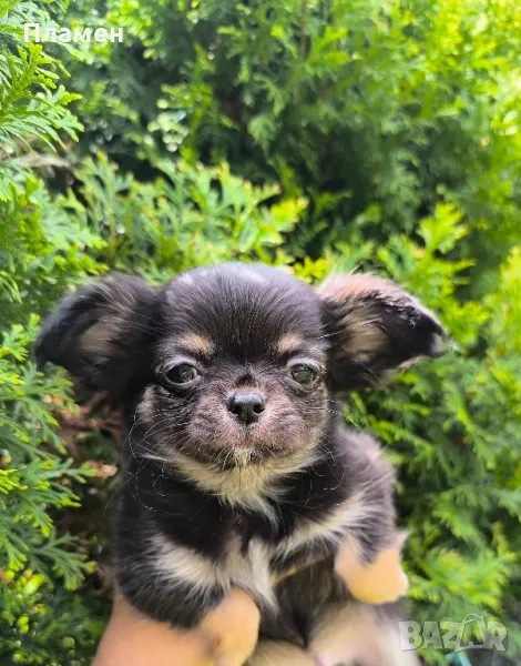 Чихуахуа мини момченце, снимка 1