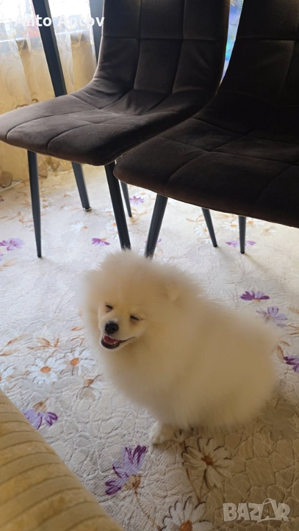 Померан женско, снимка 1