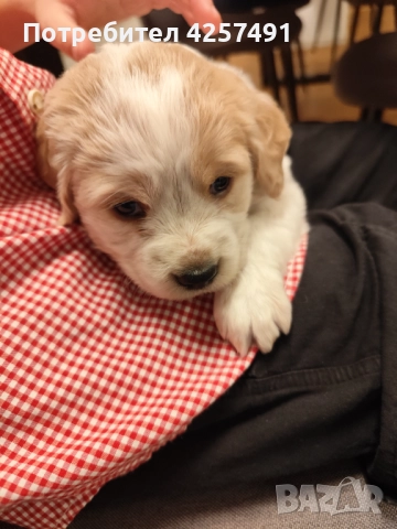 Продавам малки кученца епаньол бретон шпаньол, снимка 11 - Други - 52855443