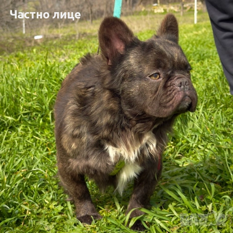 Fluffy french bulldog за разплод , снимка 6 - Търси партньор - 53666635