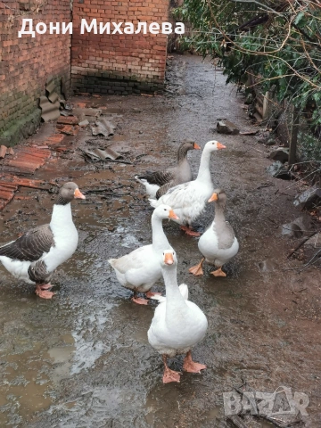 Продавам домашни патки стават и за клане и за гледане , снимка 3 - Патици и гъски - 53177589
