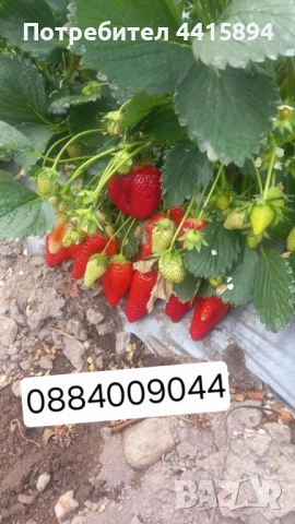Ягоди и малини , снимка 4 - Градински цветя и растения - 54006594