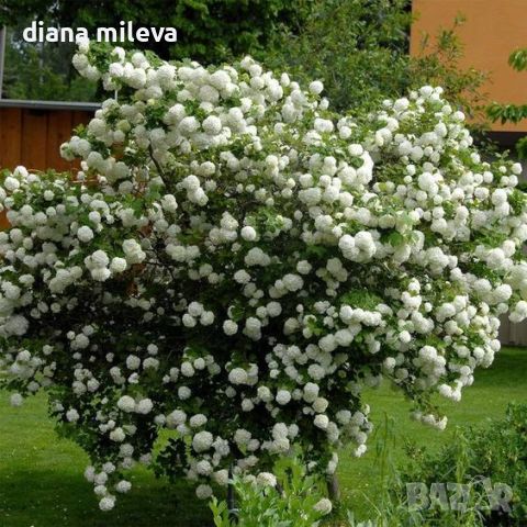 Калина, Картоп, Viburnum opulus ‘Roseum’, снимка 3 - Градински цветя и растения - 44405271
