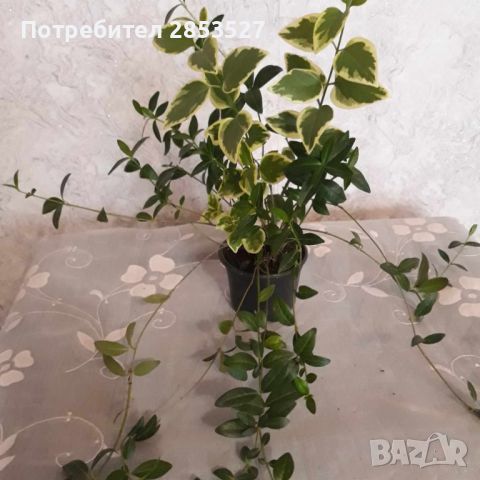 Промо Комплект градинска Винка, снимка 2 - Градински цветя и растения - 45783014