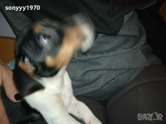 СЛАДКА КУКЛА ДЖАК РЪСЕЛ-0311250521, снимка 5 - Джак ръсел териер - 52269517