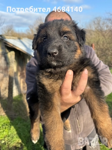 Немска овчарка с дълъг косъм с родословие , снимка 3 - Немска овчарка - 52807212