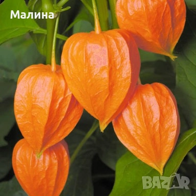 Саксия с Физалис - Биологично и Екологично Отглеждани, снимка 3 - Градински цветя и растения - 52022741