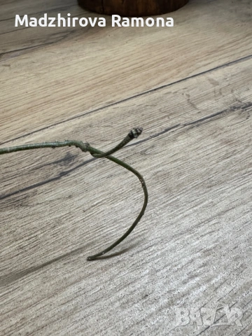 Hoya Inflata , снимка 2 - Стайни растения - 53841893