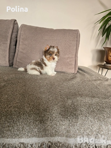 Шокобери момче, снимка 4 - Йоркширски териер - 53034544