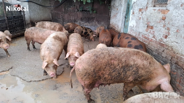 угоени прасета , снимка 1