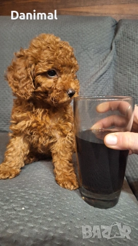 пуделчета той/ момче и момиче/toy poodle, снимка 12 - Пудели - 53581267