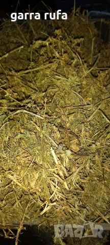 Бали люцерна л