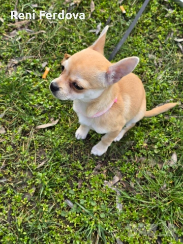 Чихуахуа момиче