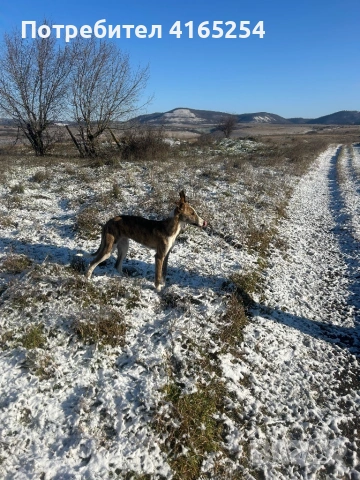 Продавам кучета грейхаунд(хрътки), снимка 5 - Други - 53578737