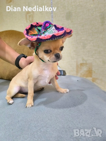 Чихуахуа родословни