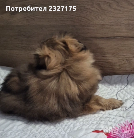 Пекинези, снимка 4 - Пекинез - 25815187