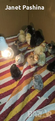 Селски пиленца