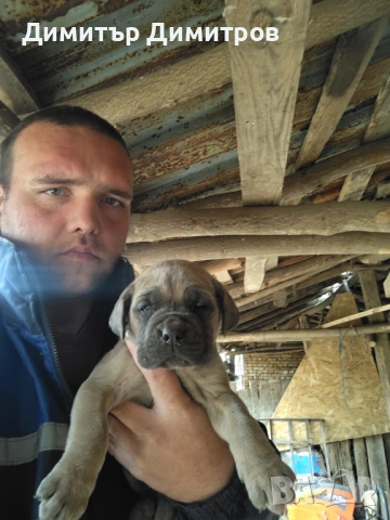 Продавам чистокръвни кученца 5бр 1мъшко 4 женски, снимка 3 - Други - 54014046