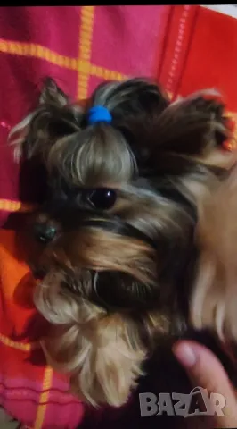 Йоркширски териер , снимка 2 - Йоркширски териер - 47795380