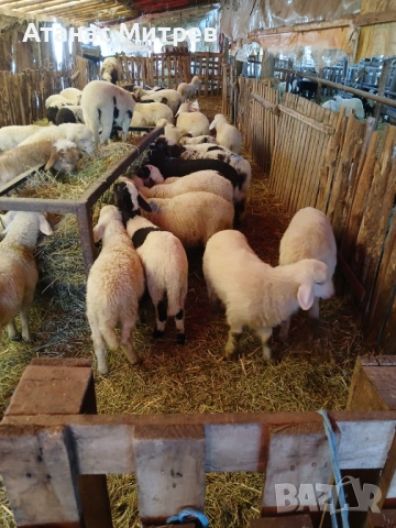 Свободни агнета., снимка 3 - Овце - 53515278