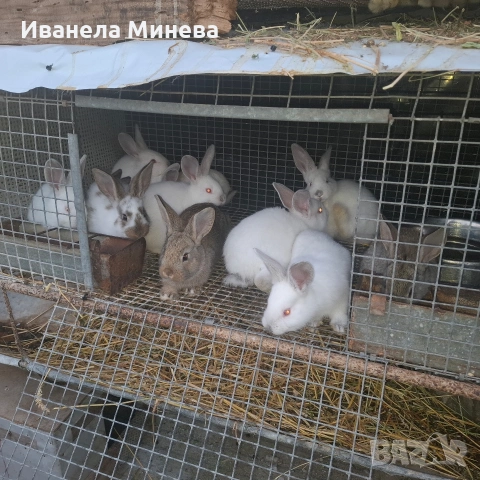 Продавам зайчета, снимка 3 - Други - 54220526