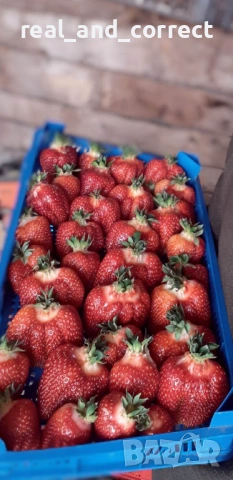 ВЪЛШЕБЕН Целогодишен Разсад Корени - Ягоди и Малини, снимка 11 - Разсади - 53687906