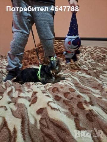 Йоркширски териер , снимка 5 - Йоркширски териер - 52444726