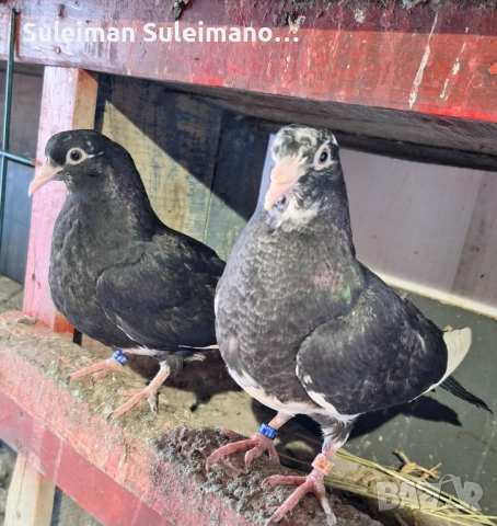 Млада двойка Типлери и млада двойка неврени 80 лв, снимка 3 - Гълъби - 52631371