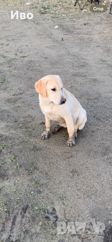 Женски лабрадор на шест месеца