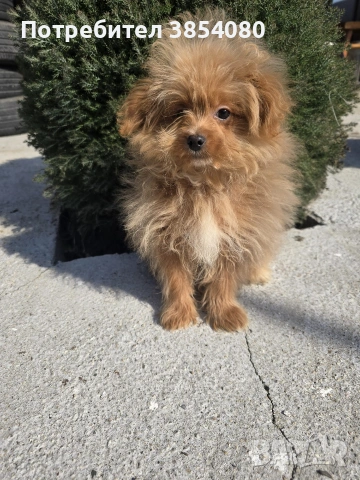 Помапу, снимка 2 - Померан - 53914907