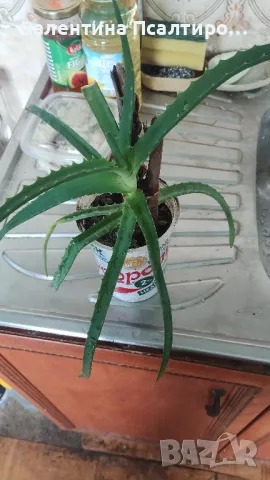 Алое арборесценс , снимка 1