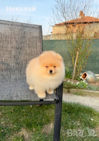 Померан мини момче със втора ваксина. Померанче, снимка 4 - Померан - 53971447