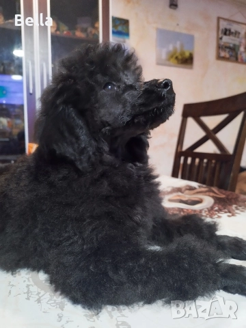 Мини пудел, снимка 9 - Пудели - 52673460