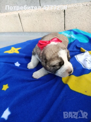 САО-АЛАБАЙ , снимка 6 - Други - 53970663